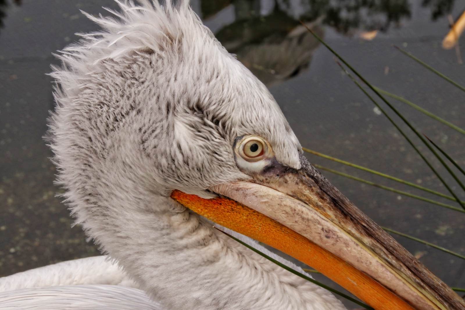 Another resting Flamingo