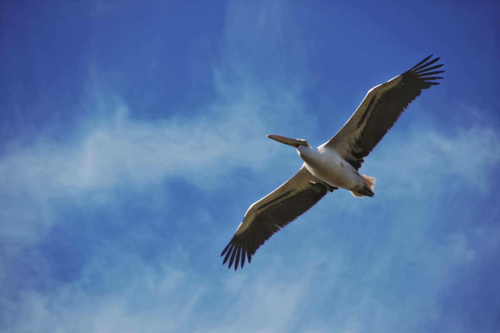 Pelican soaring the air