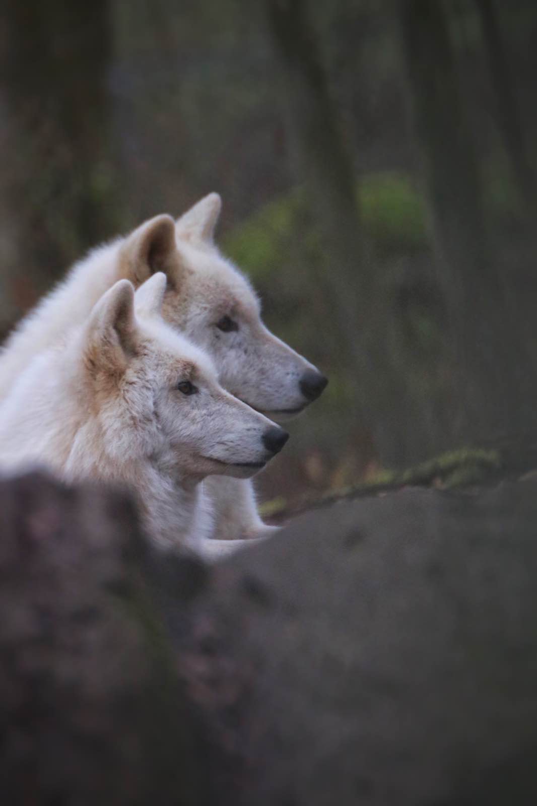 Two white Wolves looking in the same direction