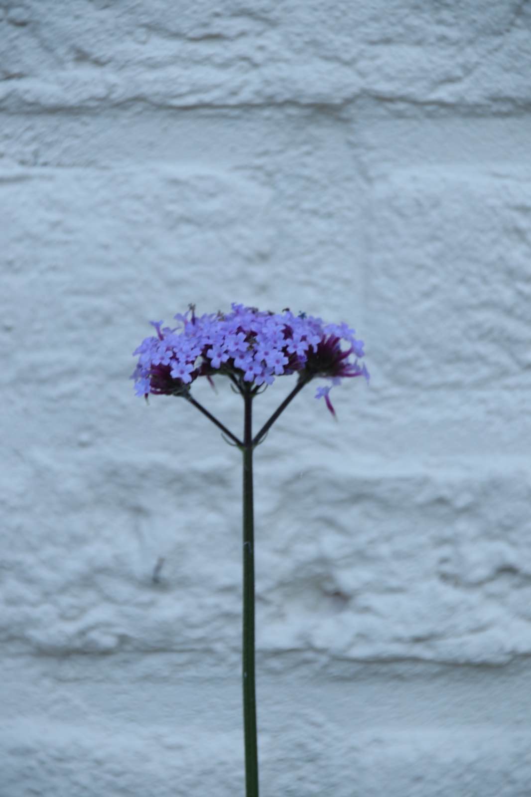 007926C3 EA18 4A51 83DE F26FE35F12D6