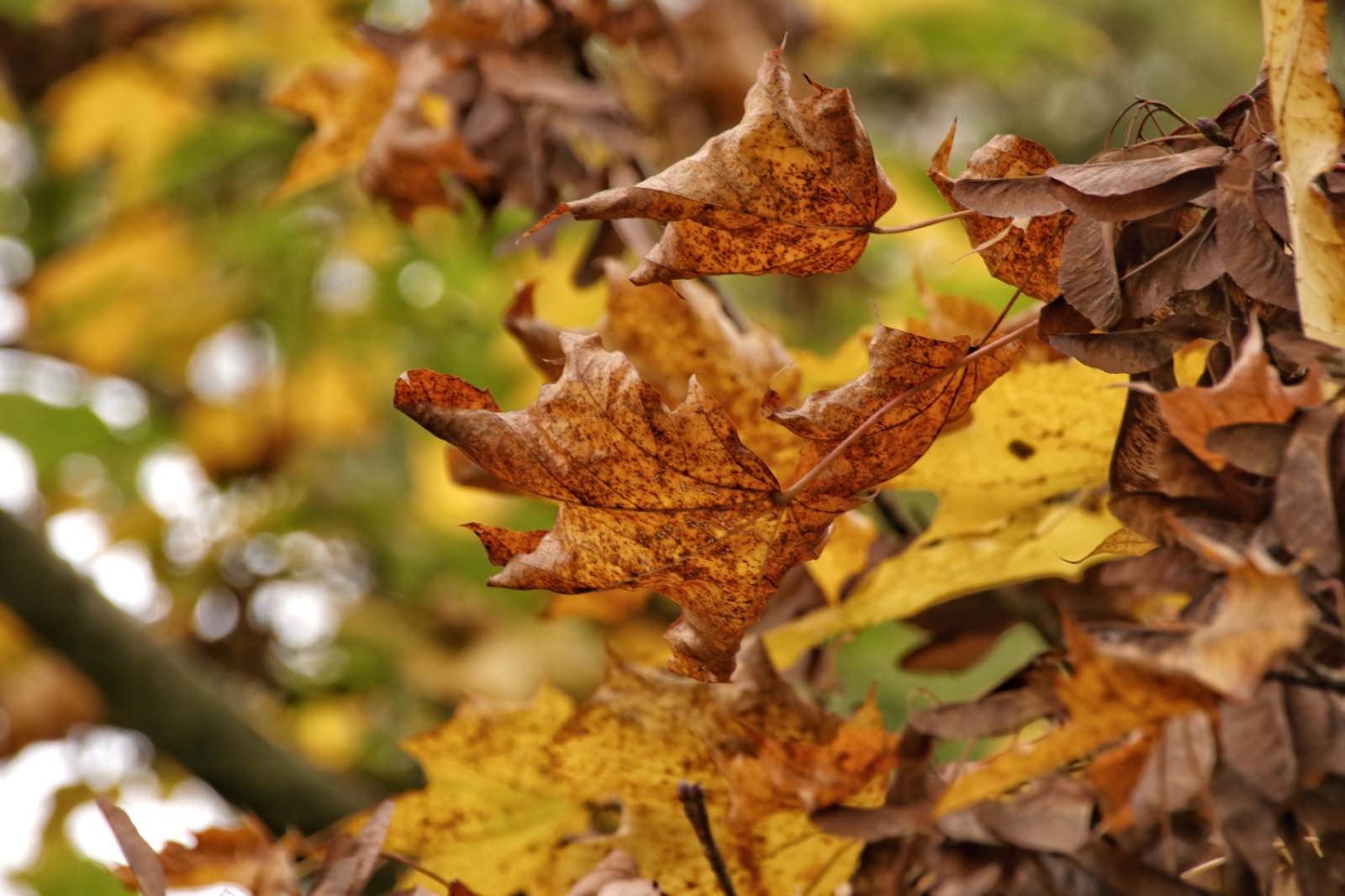 577C70E4 CD82 4A4A B214 8A41ABEB1032