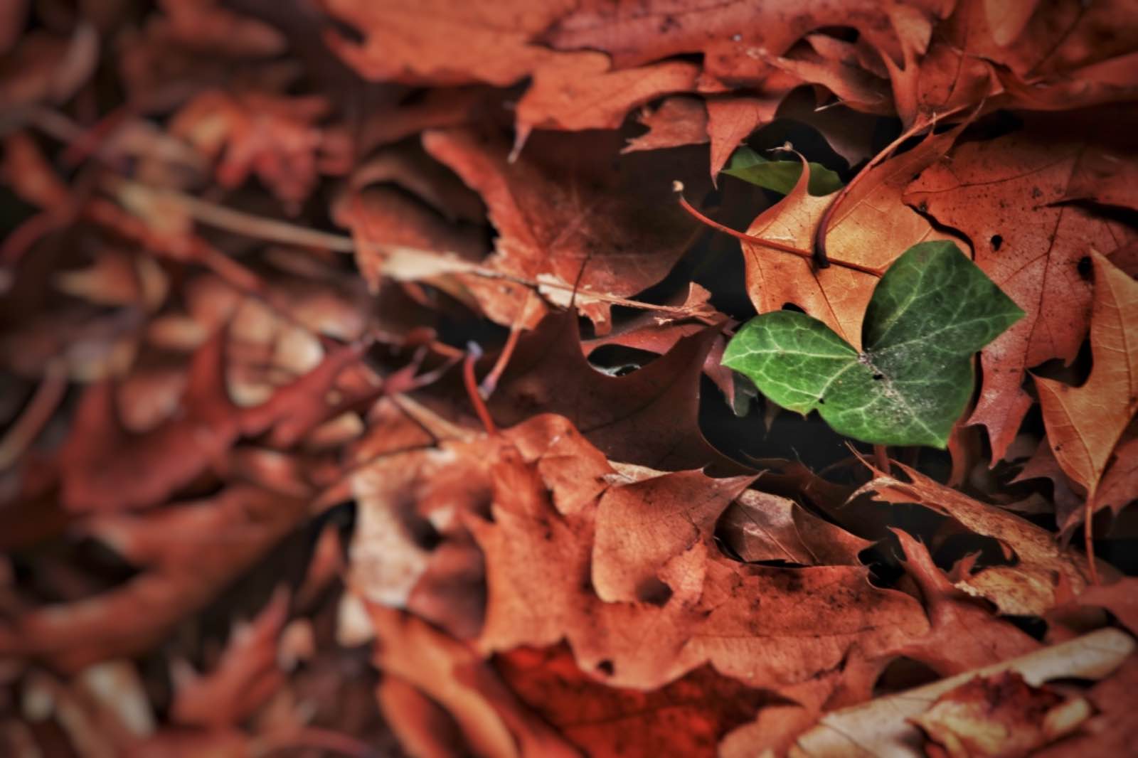 6C6F0570 1B1C 40D7 AC66 E1C141ACF2DB