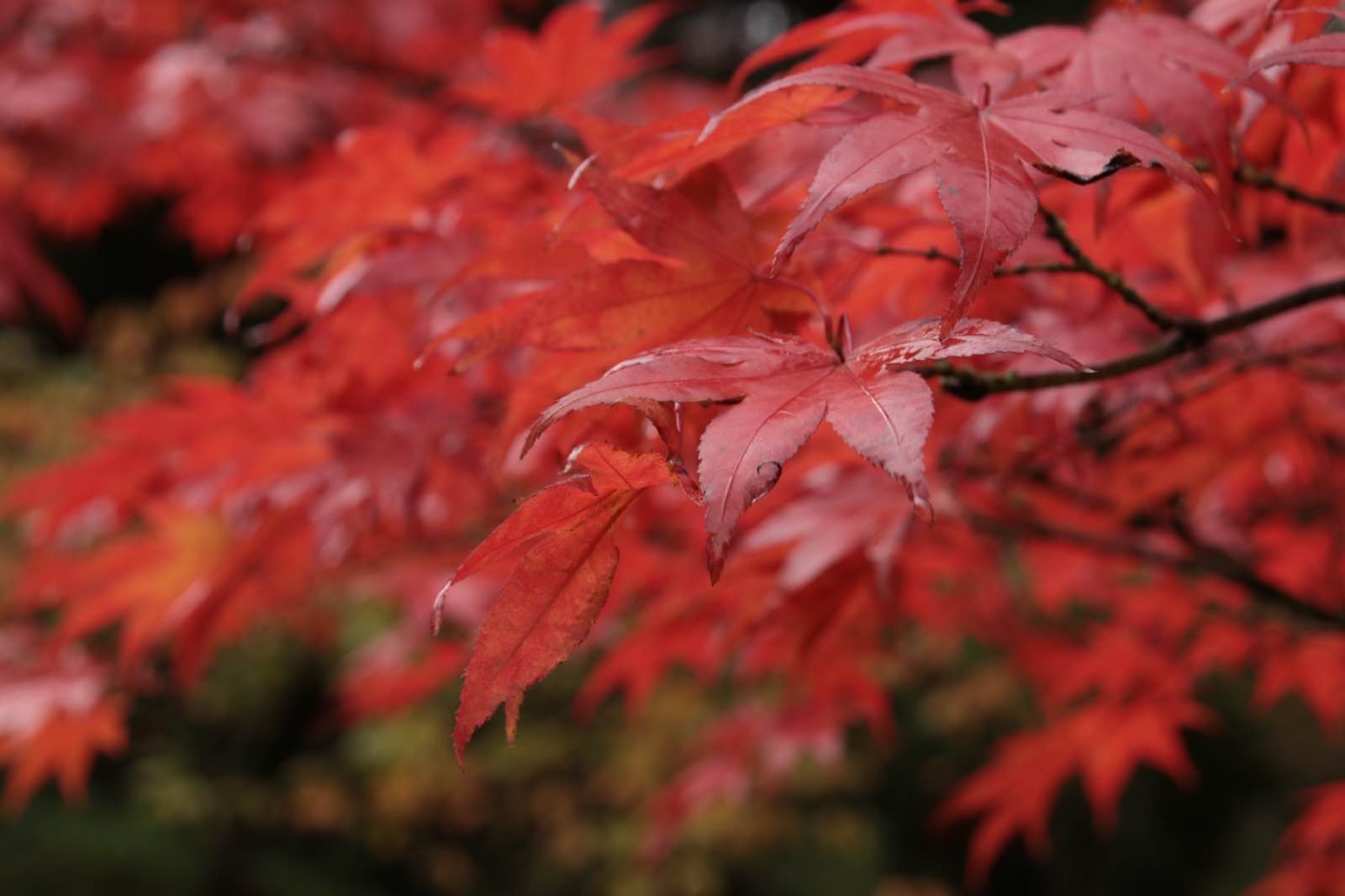 6D18814B A09C 4218 9071 EBD1C691BD19