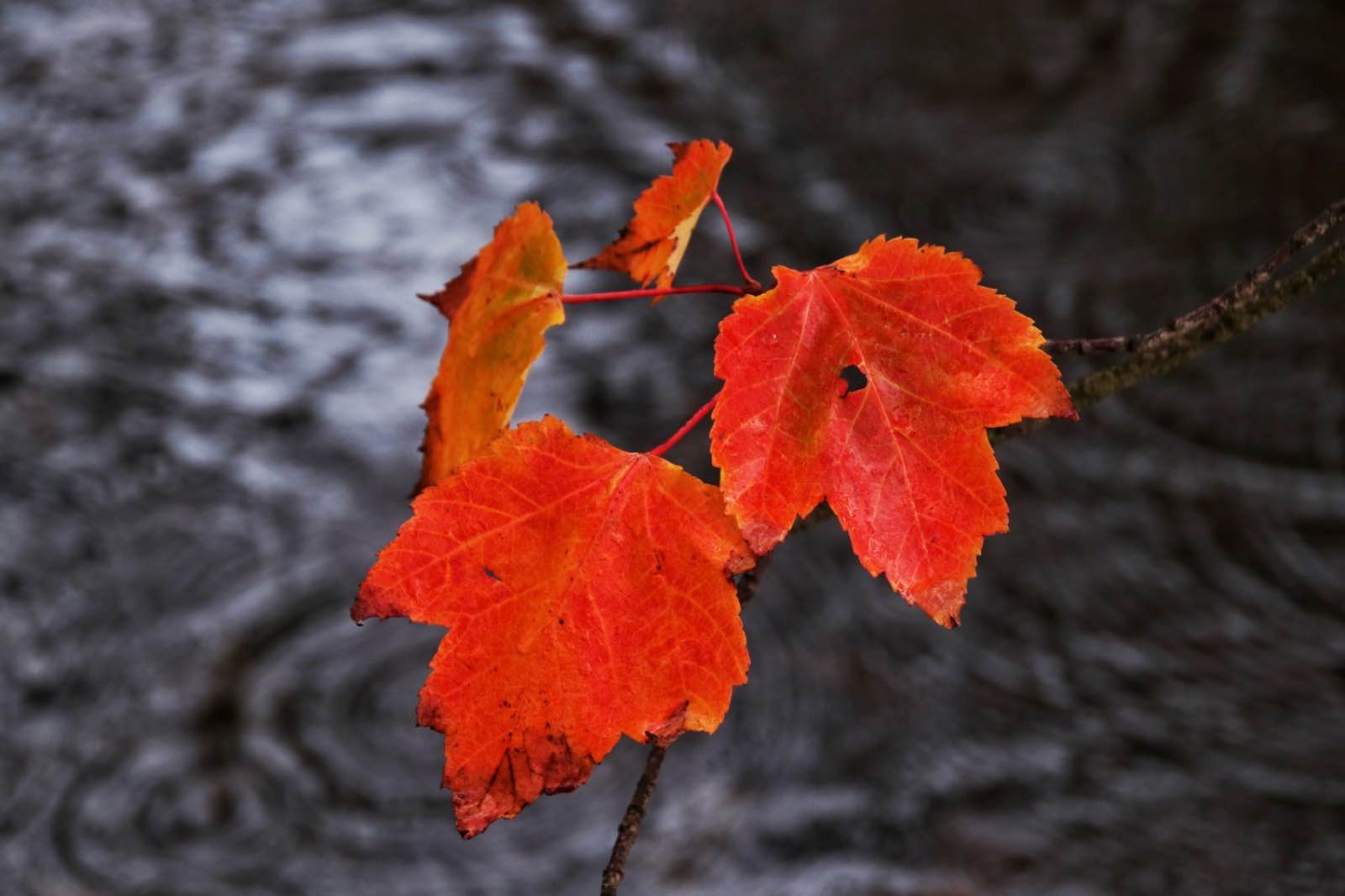 7834B1DC 8C5D 40B9 B5F1 DACCC520B5F0