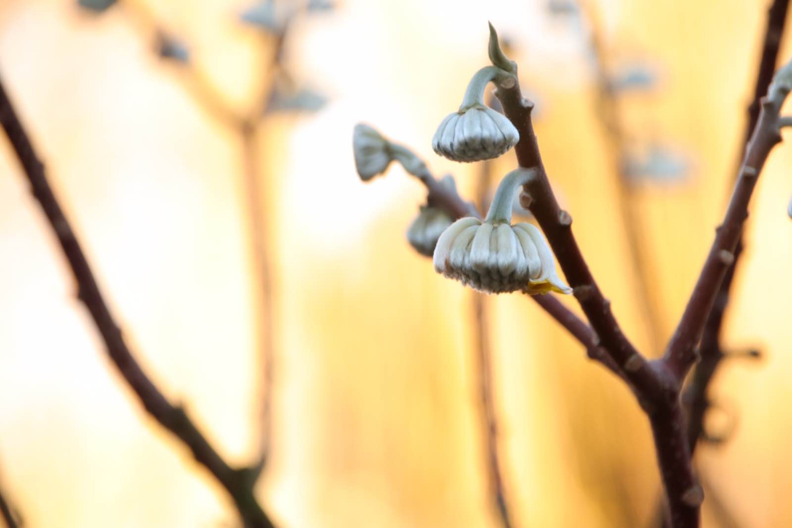 C861941A 7BCC 4292 8866 CDC3FA5A41D3